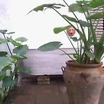 Albucasis 2* Κόρδοβα