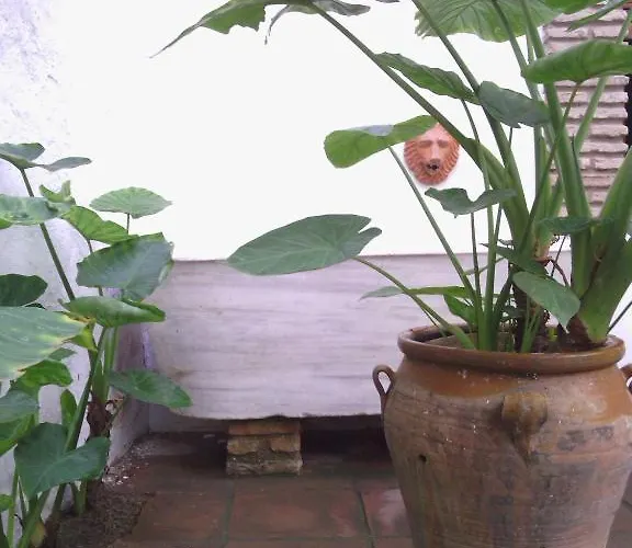 Albucasis 2* 科爾多瓦